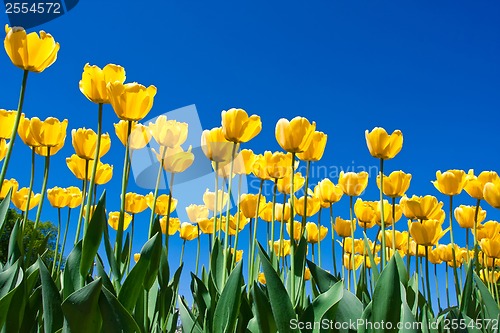 Image of Tulip flowers