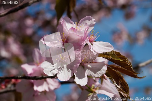 Image of Cherry blossom