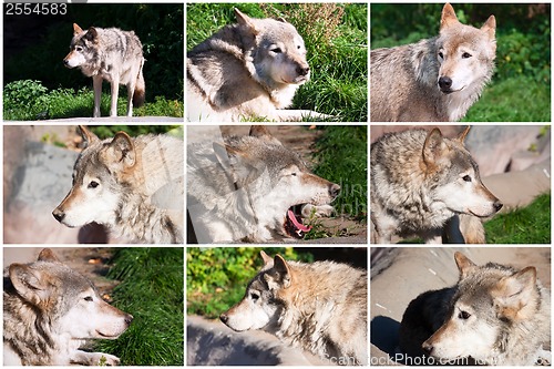 Image of Gray Wolf