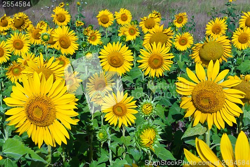 Image of Sunflowers