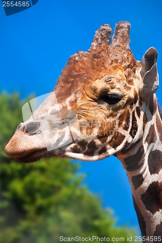 Image of Giraffe