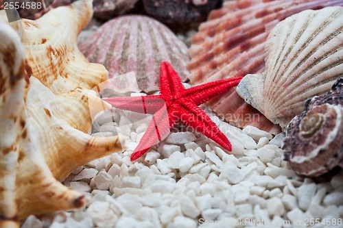 Image of Seashells