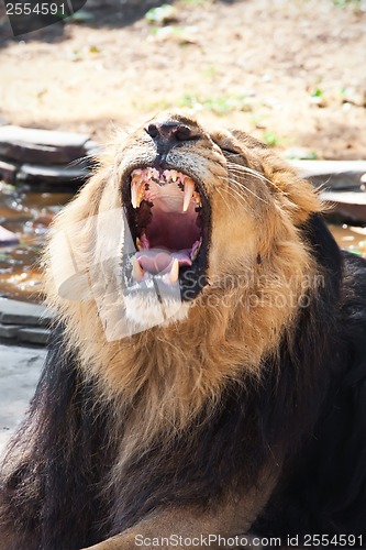 Image of Lion