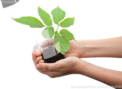 Image of Tree in hands