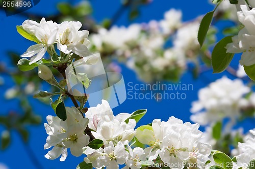 Image of Apple flowers