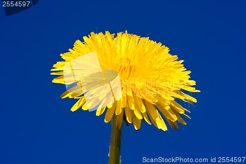 Image of Dandelion