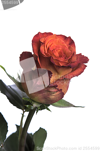 Image of Rose