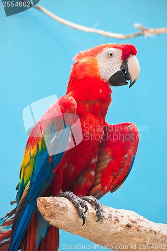 Image of Ara parrot