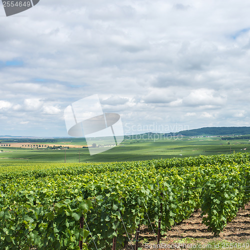 Image of Vineyard landscape, Montagne de Reims, France