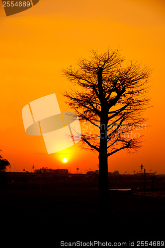 Image of Silhouette Tree 