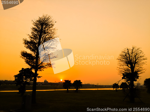 Image of Silhouette Tree 
