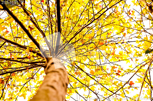 Image of Autumn Maple Tree