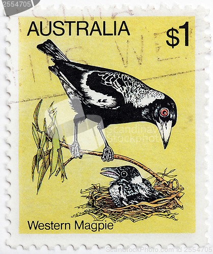 Image of Western Magpie Stamp