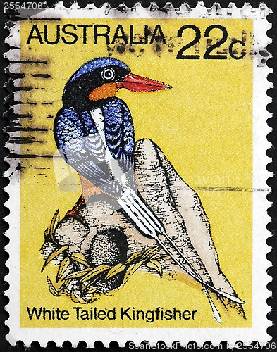 Image of White Tailed Kingfisher