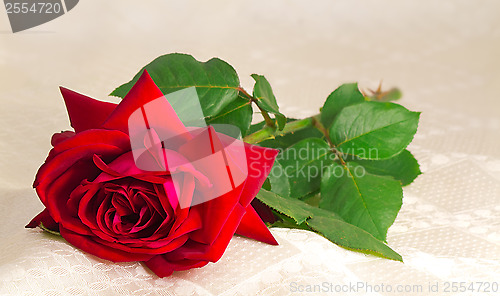 Image of Flower red rose with the leaves on the background of white silk.