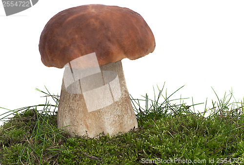 Image of White fungus on the green grass. Presented on a white background