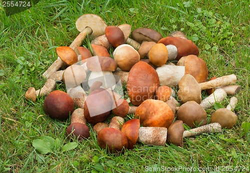 Image of Beautiful mushrooms on the grass in the forest.