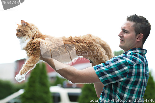 Image of Yellow Maine Coon Cat