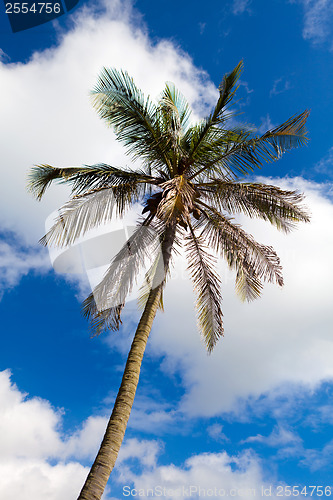 Image of Bermuda Palm Tree
