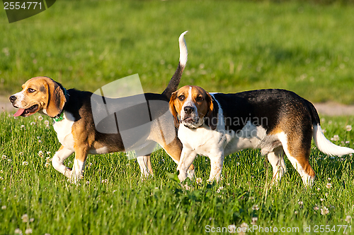 Image of Beagle dogs