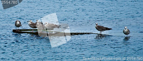 Image of seagulls