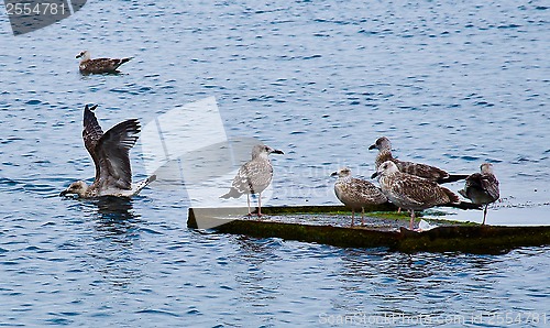 Image of seagulls