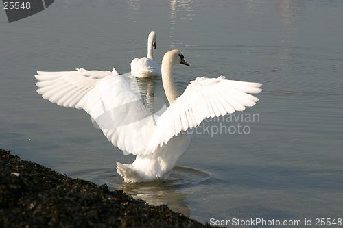 Image of Swans