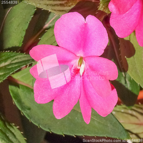 Image of Impatiens New Guinea flower