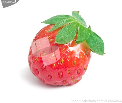 Image of Strawberry