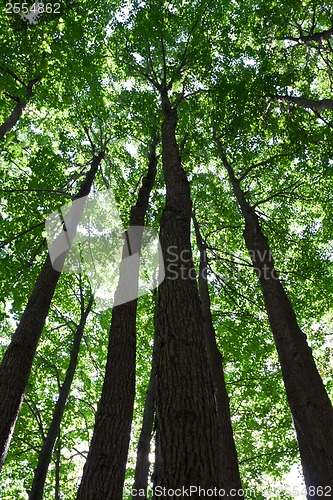 Image of Green forest