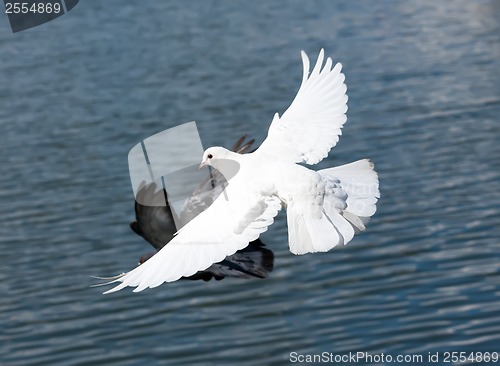 Image of White pigeon