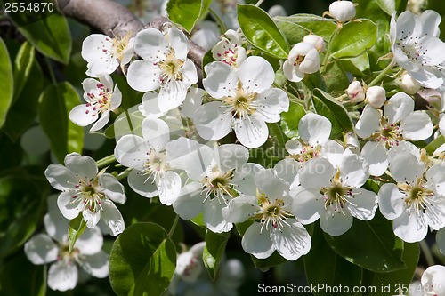 Image of Apple flowers