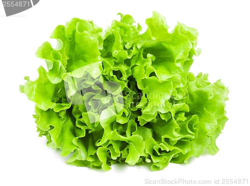 Image of Lettuce
