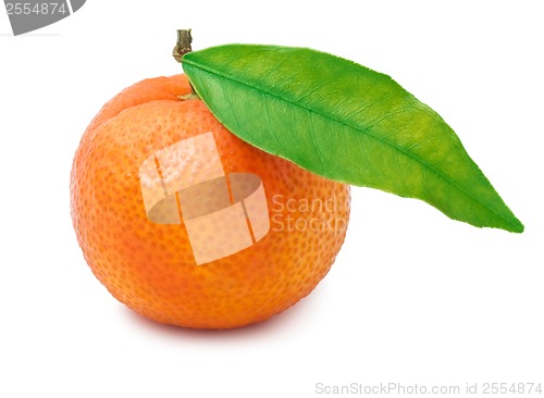 Image of Tangerine
