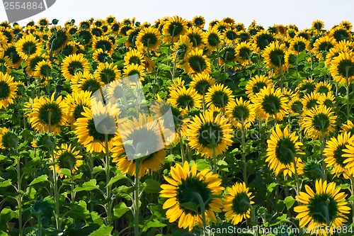 Image of Sunflowers
