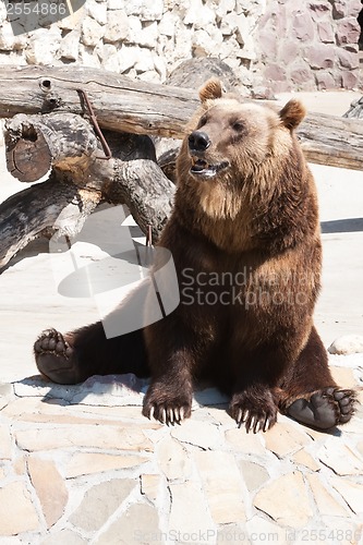 Image of Bear