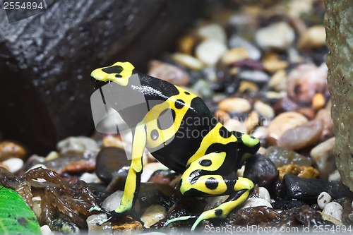 Image of Dendrobates frog