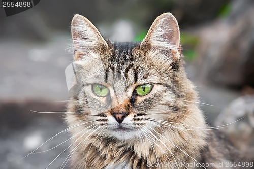 Image of Cat