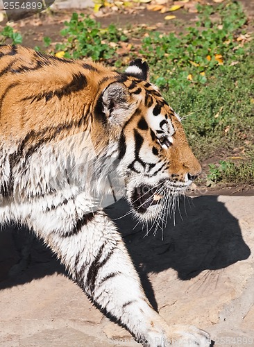 Image of Tiger