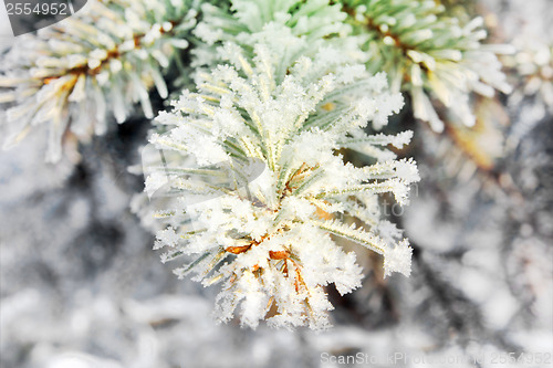 Image of Frozen twigs of pine macro