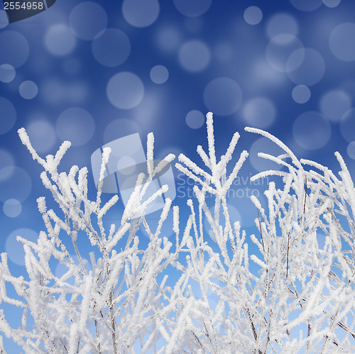 Image of frost winter branches and snow under blue sky