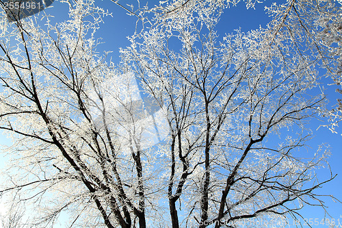 Image of Frozen tree branches