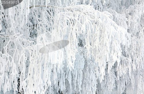 Image of birch branches covered with frost