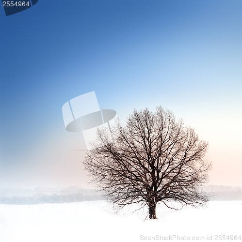 Image of winter bare tree