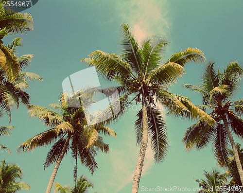 Image of palms under blue sky - vintage retro style