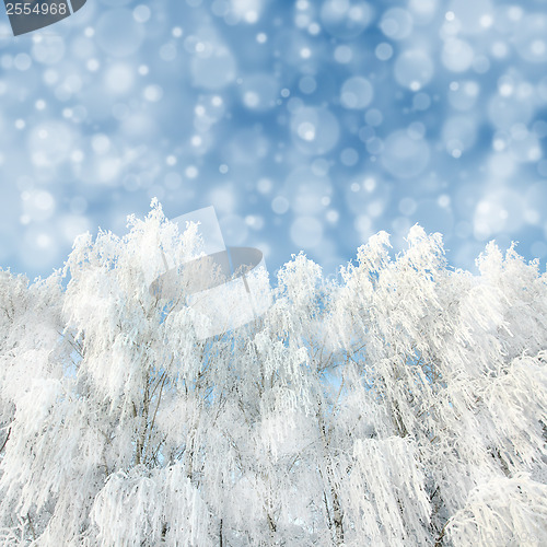 Image of snowfall and winter woods background