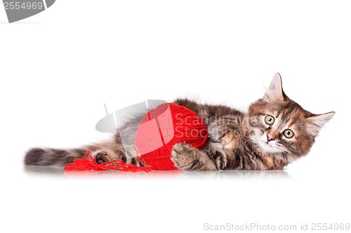 Image of Kitten with red clew of thread