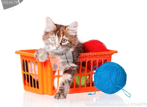 Image of Kitten with clews of thread