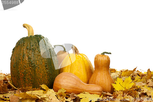 Image of Ripe pumpkins