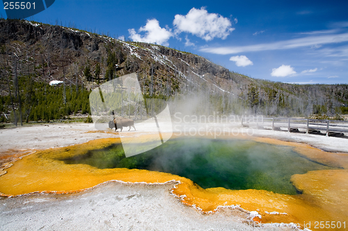 Image of yellowstone